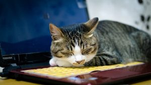 アイキャッチ 猫