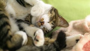 アイキャッチ 猫