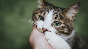 アイキャッチ 猫