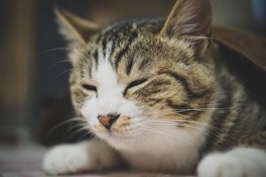 アイキャッチ 猫