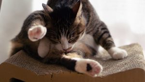 アイキャッチ 猫