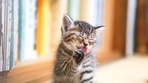 アイキャッチ 猫