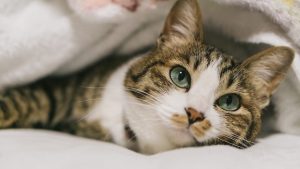 アイキャッチ 猫