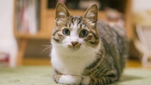 アイキャッチ 猫