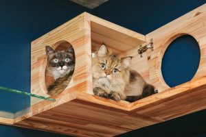 アイキャッチ 猫
