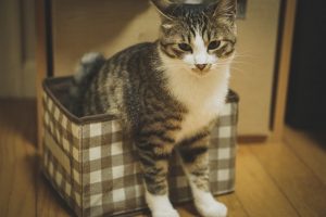 アイキャッチ 猫