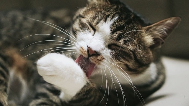 Javascriptを使ってビンゴマシンを作成してみた Nyanblog Javascriptを使ってビンゴマシンを作成してみた Nyanblog
