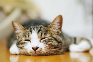 アイキャッチ 猫