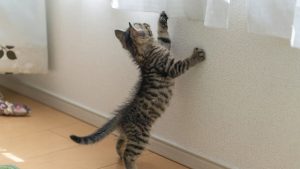 アイキャッチ 猫