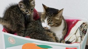 アイキャッチ 猫