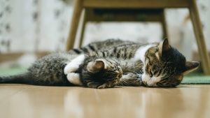 アイキャッチ 猫