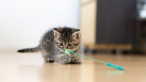 アイキャッチ 猫