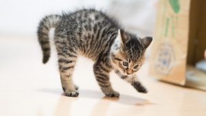 アイキャッチ 猫