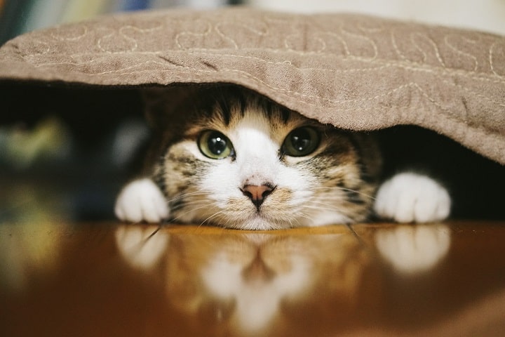 アイキャッチ 猫