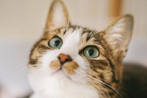 アイキャッチ 猫