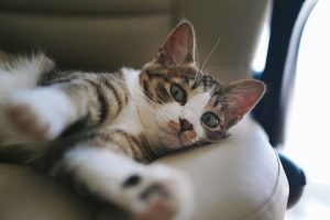 アイキャッチ 猫