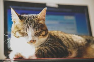 アイキャッチ 猫