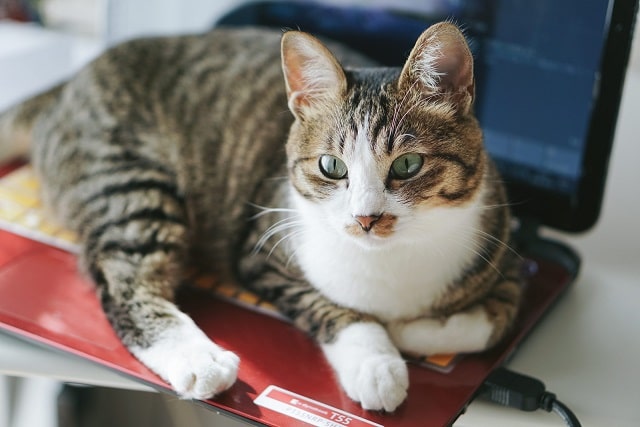 アイキャッチ 猫