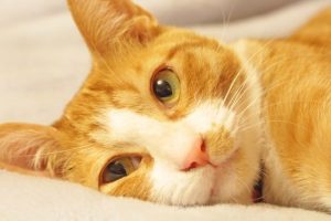 アイキャッチ 猫