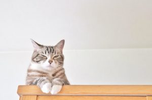 アイキャッチ 猫