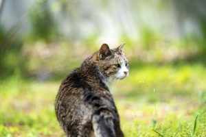 アイキャッチ 猫