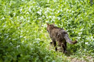 アイキャッチ 猫