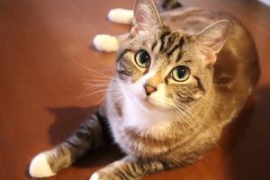 アイキャッチ 猫