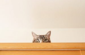 アイキャッチ 猫