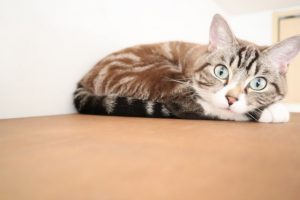 アイキャッチ 猫